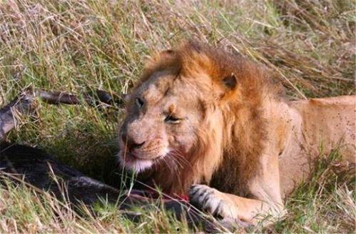 娱乐吃瓜酱狮子,揭秘娱乐圈背后的狮子故事